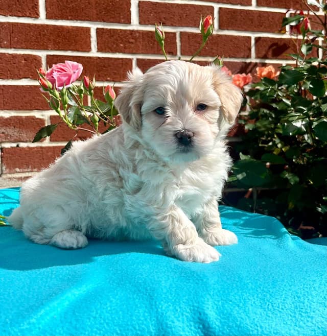 Beautiful Havanese Puppies. Call or text 717-807-7934 media 2