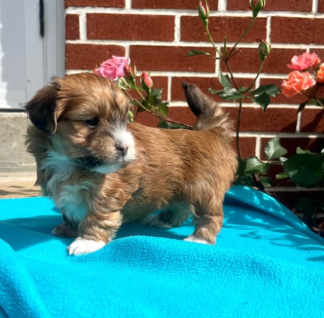 Beautiful Havanese Puppies. Call or text 717-807-7934 media 4