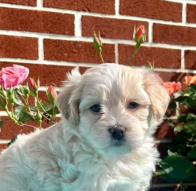 Beautiful Havanese Puppies. Call or text 717-807-7934 media 3