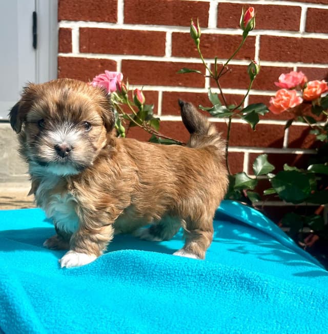 Beautiful Havanese Puppies. Call or text 717-807-7934 media 6