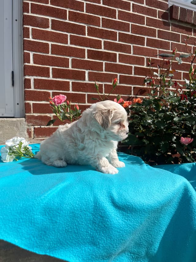 Beautiful Havanese Puppies. Call or text 717-807-7934 media 12