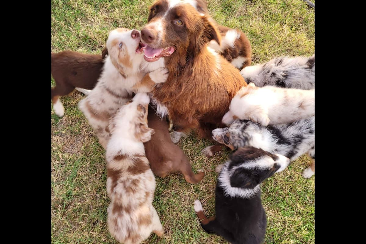 The cutest  Australian Shepherd Puppies breeder image 1