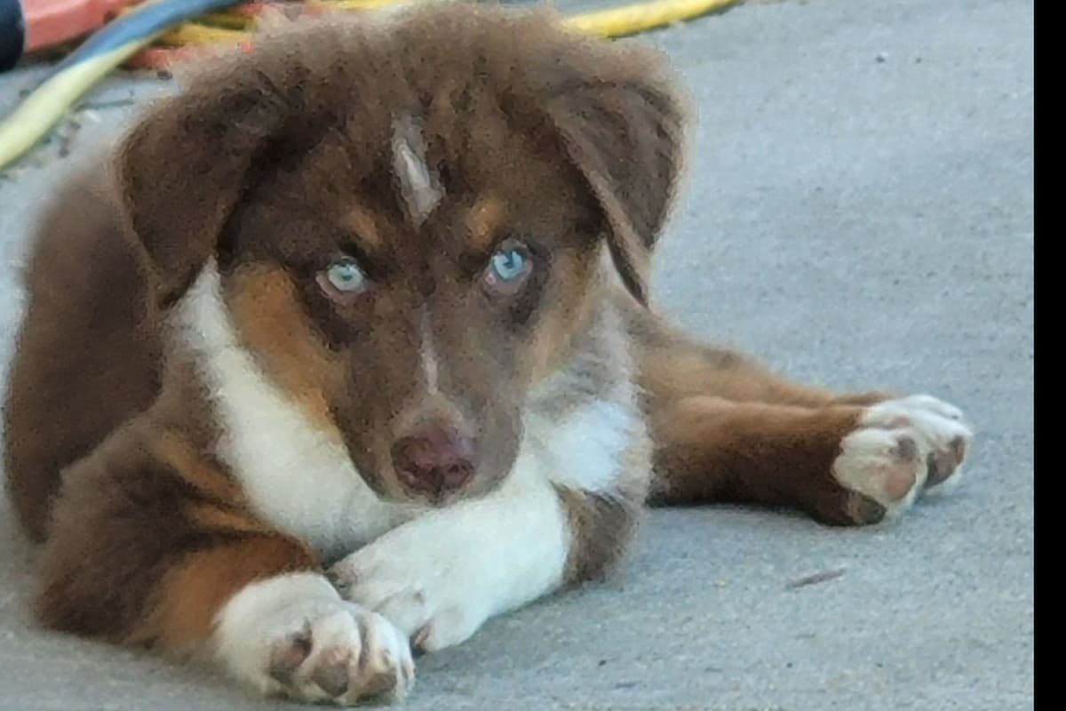 The cutest  Australian Shepherd Puppies breeder image 2