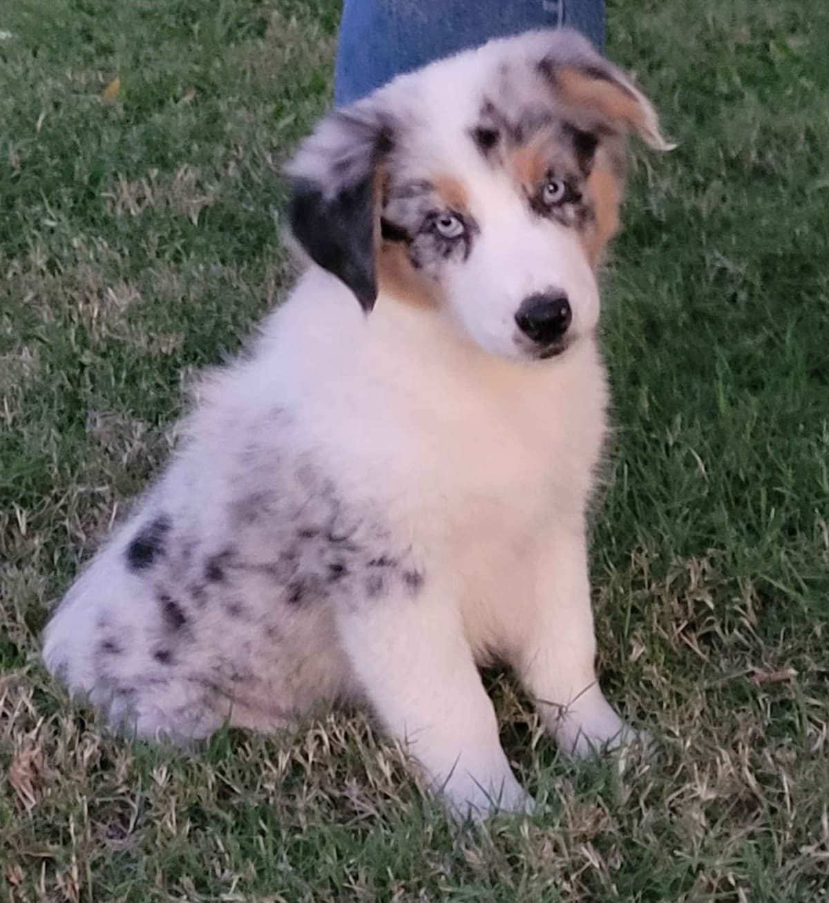 The cutest  Australian Shepherd Puppies breeder image 3