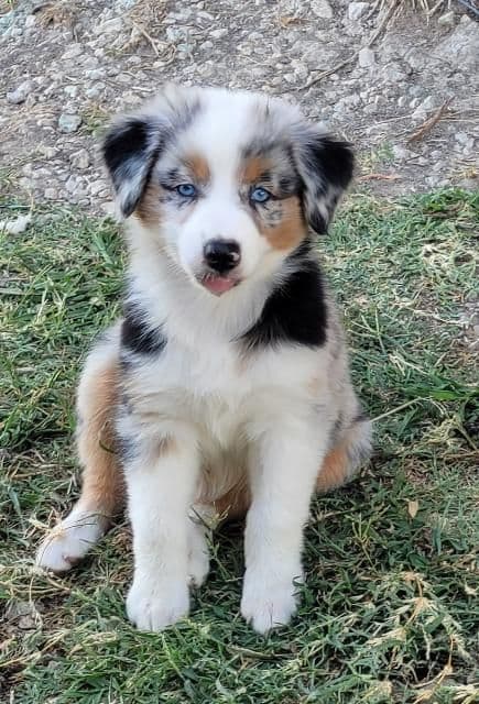 The cutest  Australian Shepherd Puppies breeder image 5