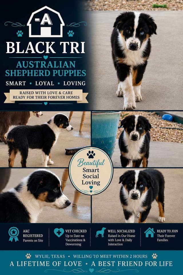 The cutest  Australian Shepherd Puppies media 2