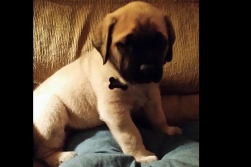 Mastiff Puppies breeder image 16