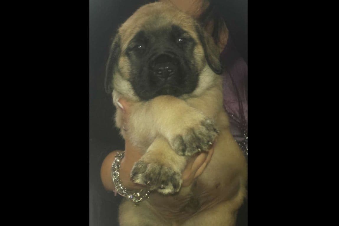 Mastiff Puppies breeder image 17