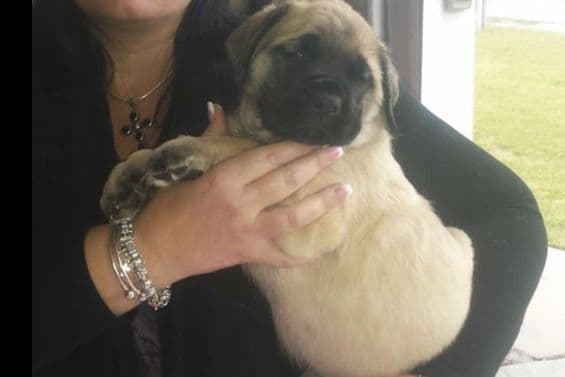 Mastiff Puppies breeder image 18