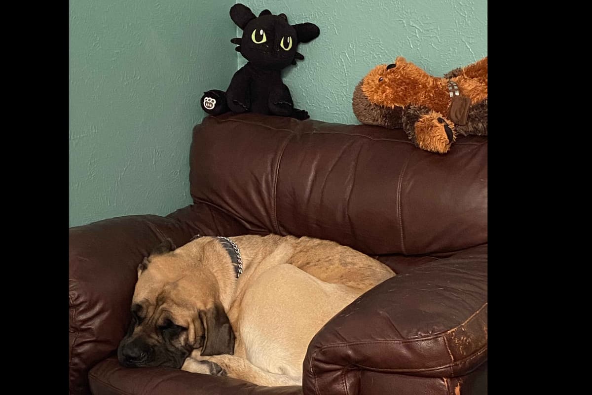 Mastiff Puppies breeder image 15