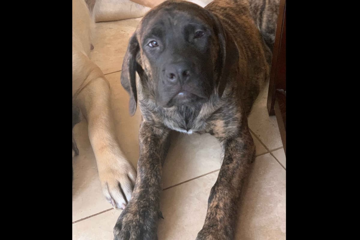 Mastiff Puppies breeder image 12