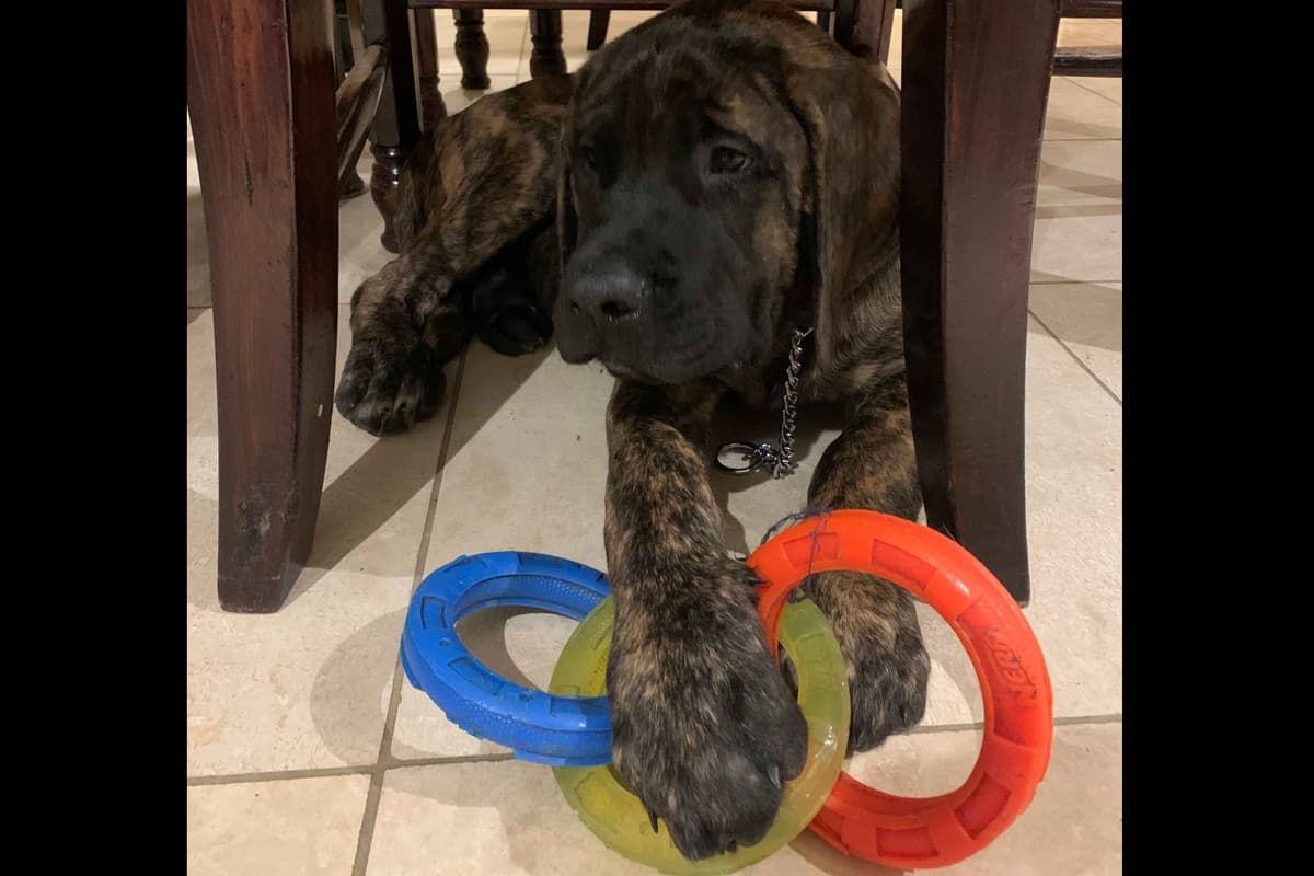 Mastiff Puppies breeder image 6