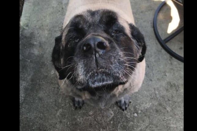 Mastiff Puppies breeder image 4