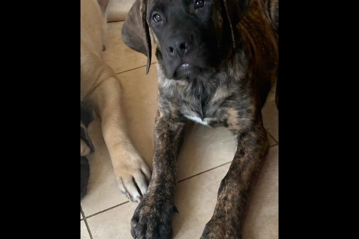 Mastiff Puppies breeder image 13