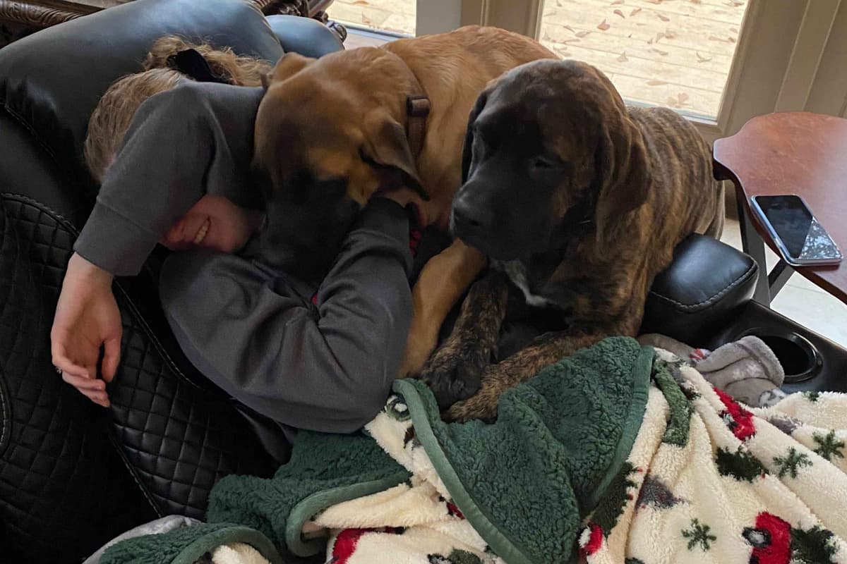 Mastiff Puppies breeder image 7