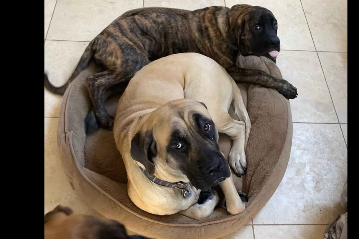Mastiff Puppies breeder image 8