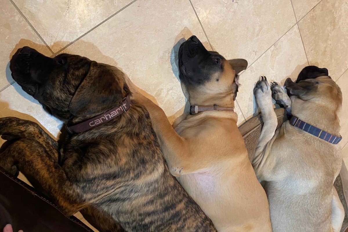 Mastiff Puppies breeder image 11