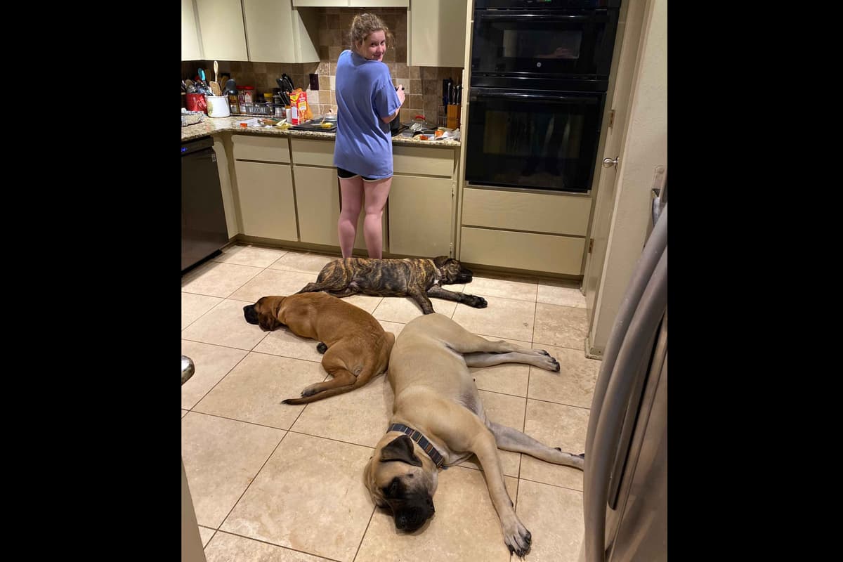Mastiff Puppies breeder image 14