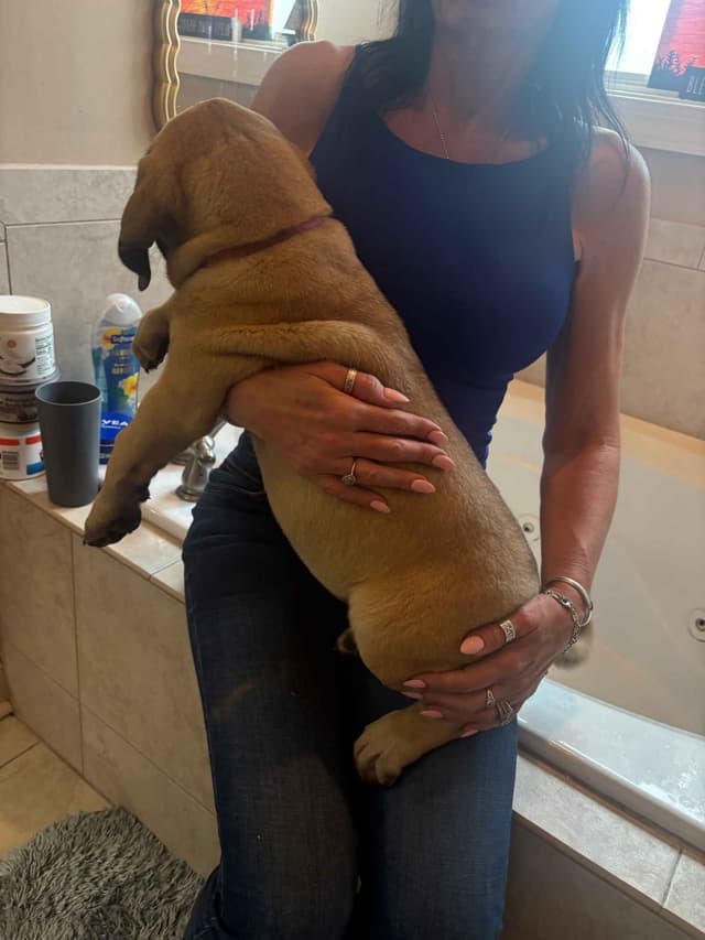 Mastiff Puppies media 2