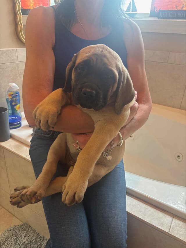 Mastiff Puppies media 3