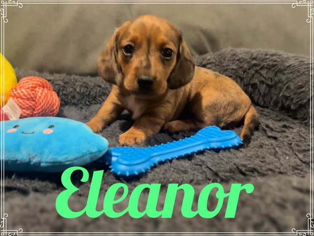 Dachshund Puppies media 16