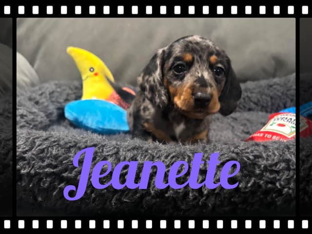 Dachshund Puppies media 14