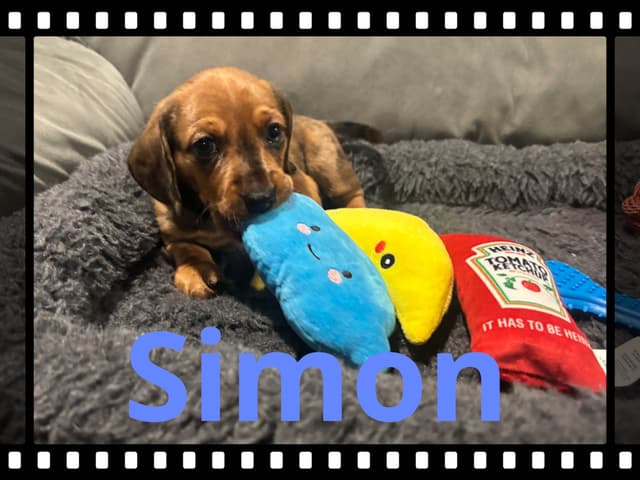 Dachshund Puppies media 12