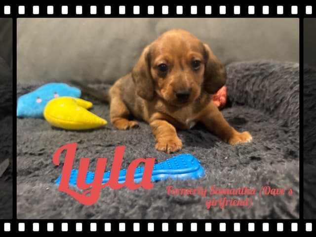 Dachshund Puppies media 17