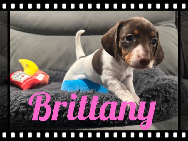 Dachshund Puppies media 11