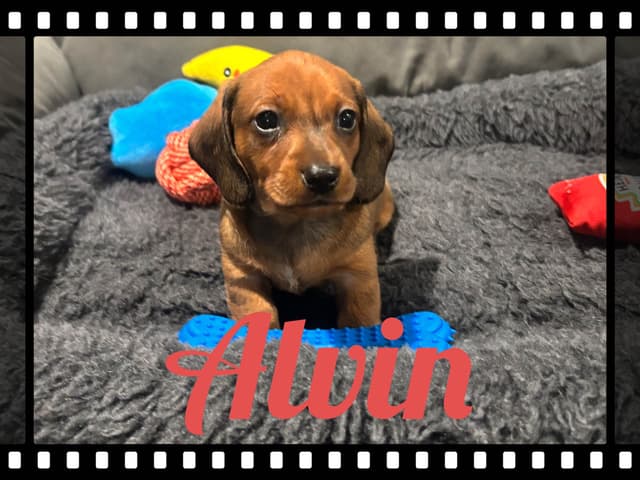 Dachshund Puppies media 13