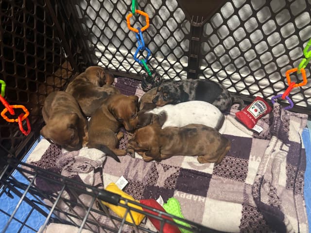 Dachshund Puppies media 18