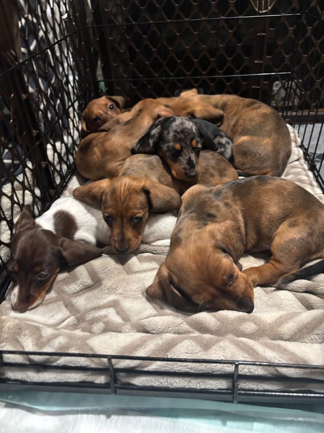 Dachshund Puppies media 19