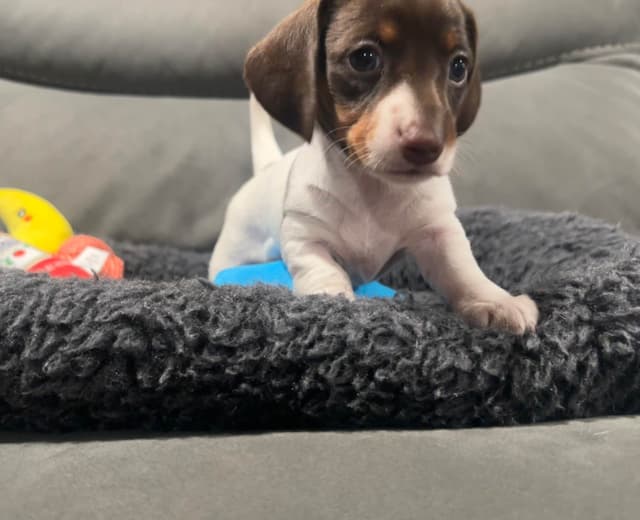 Dachshund Puppies media 9