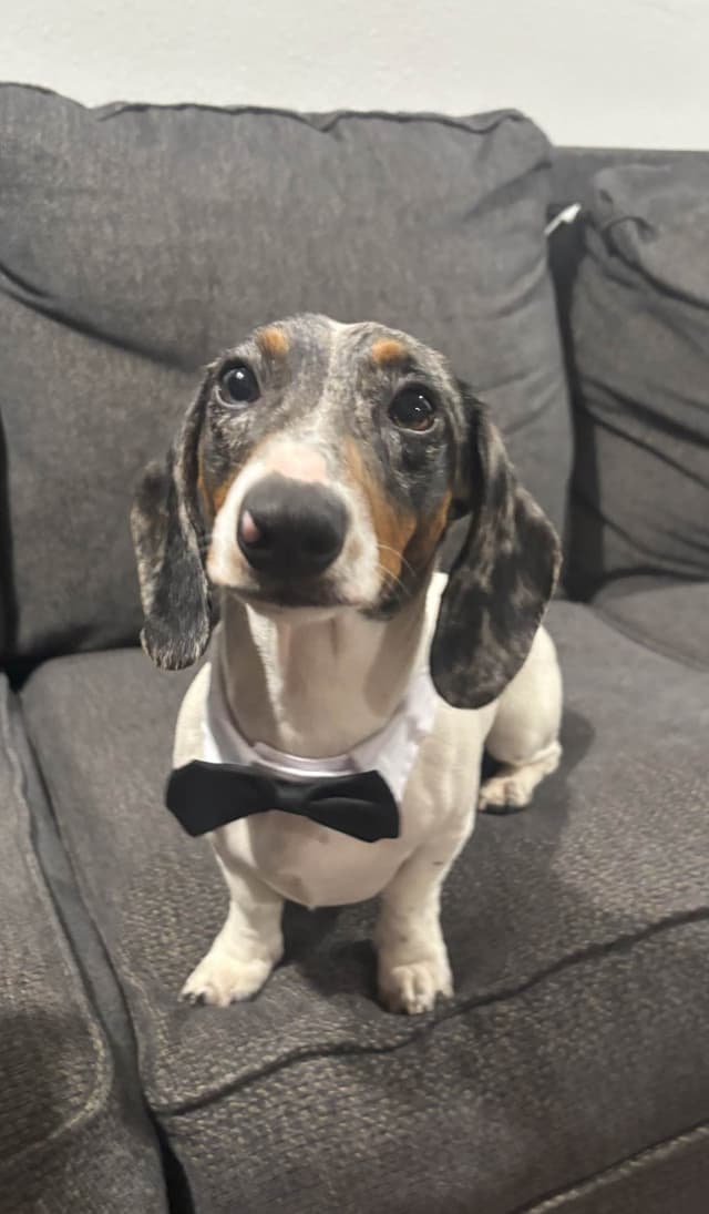 Dachshund Puppies media 22