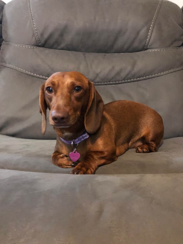 Dachshund Puppies media 21