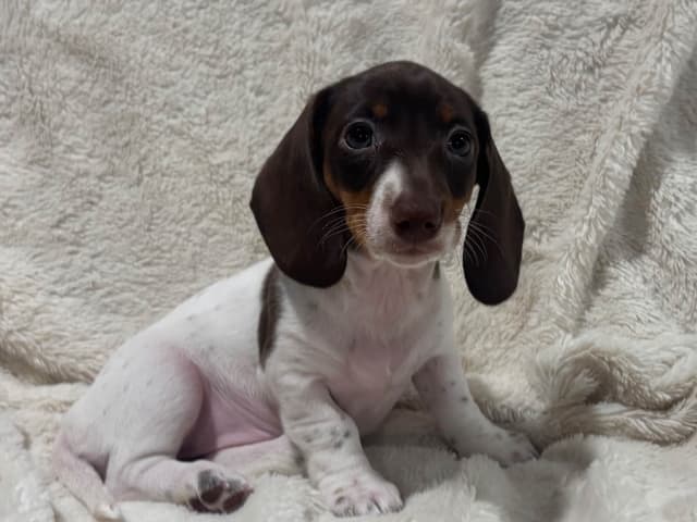 Dachshund Puppies media 7