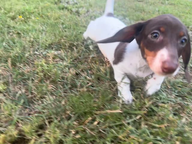 Dachshund Puppies media 3