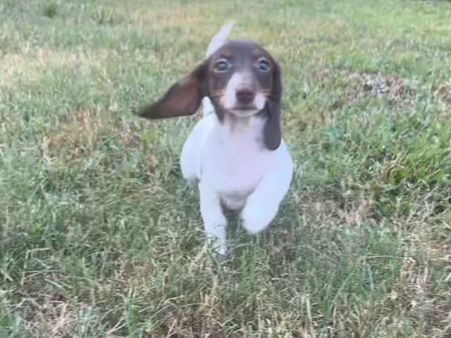 Dachshund Puppies media 4