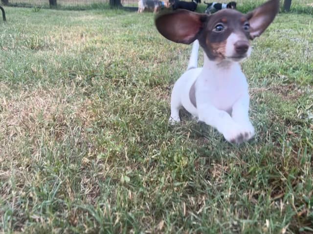 Dachshund Puppies media 5