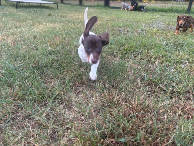Dachshund Puppies media 6