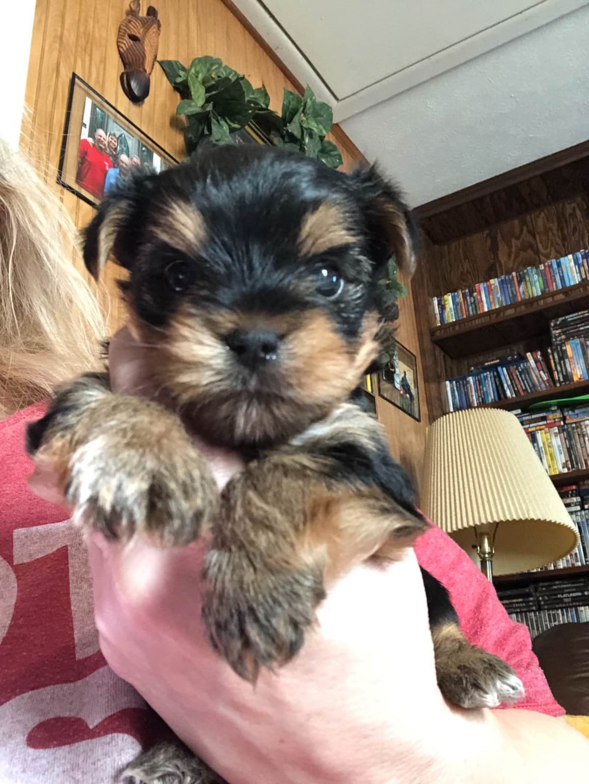 Yorkshire Terrier Puppies breeder image 1