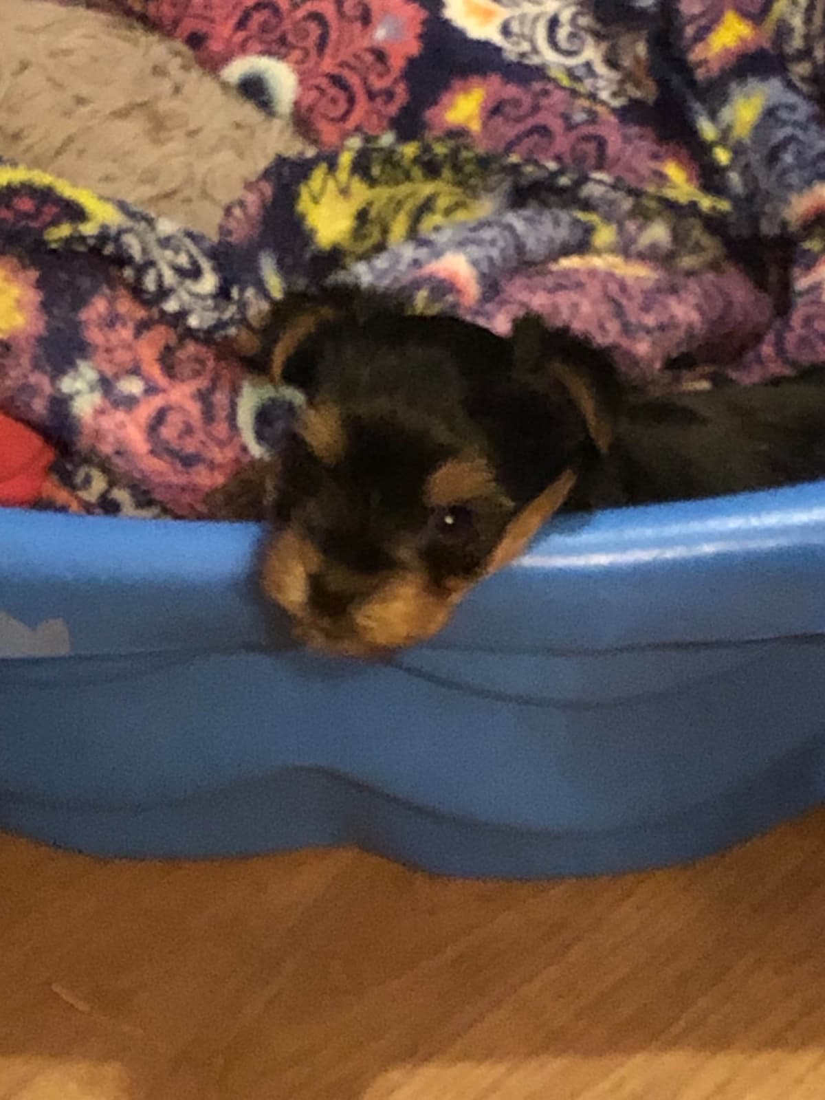 Yorkshire Terrier Puppies breeder image 2