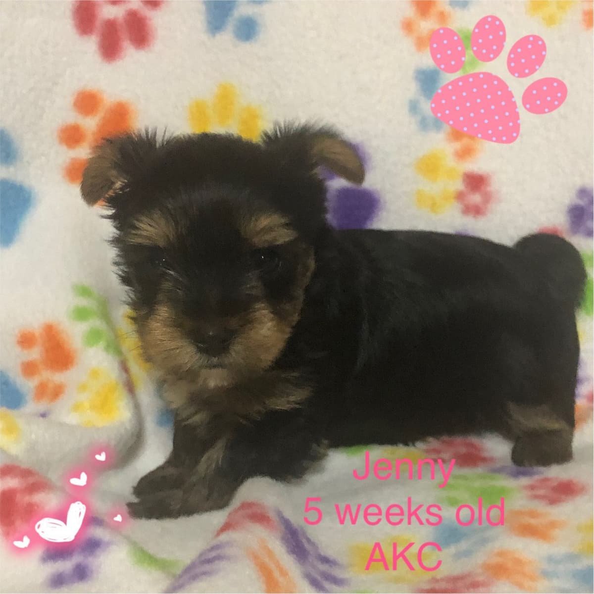 Yorkshire Terrier Puppies breeder image 5