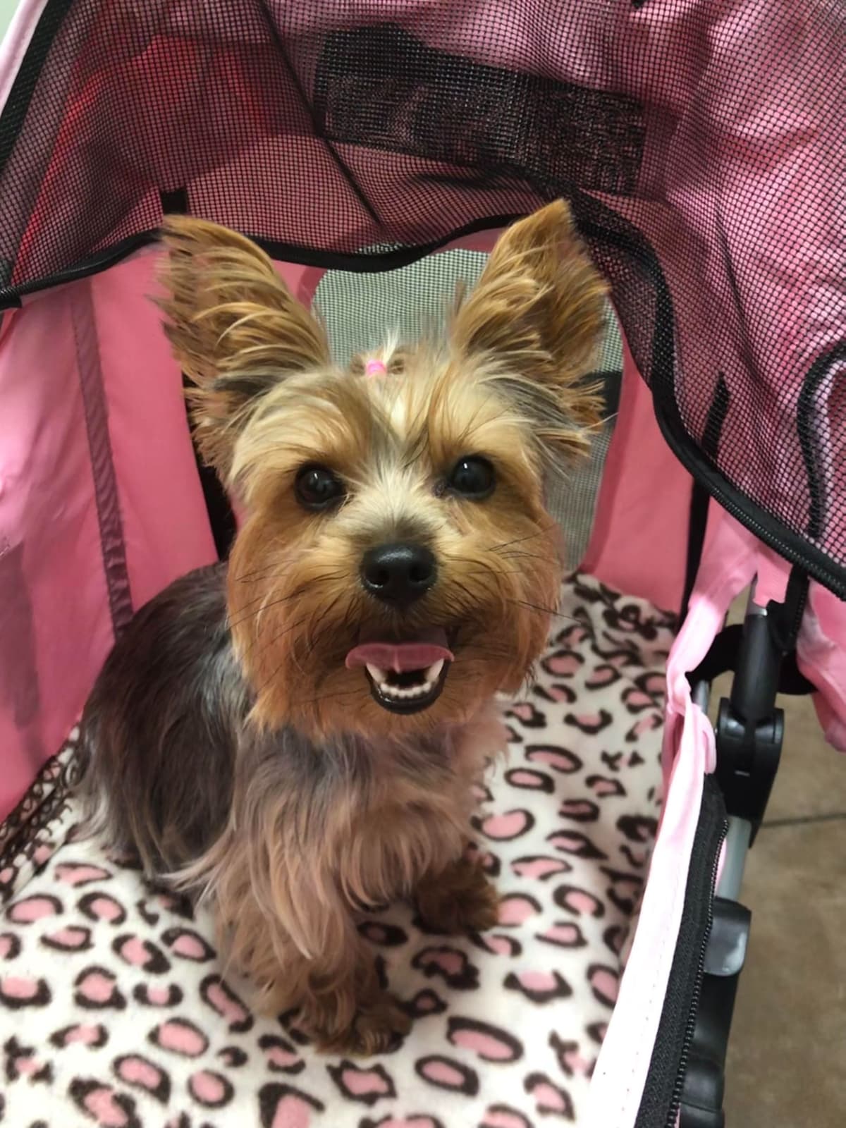 Yorkshire Terrier Puppies breeder image 7