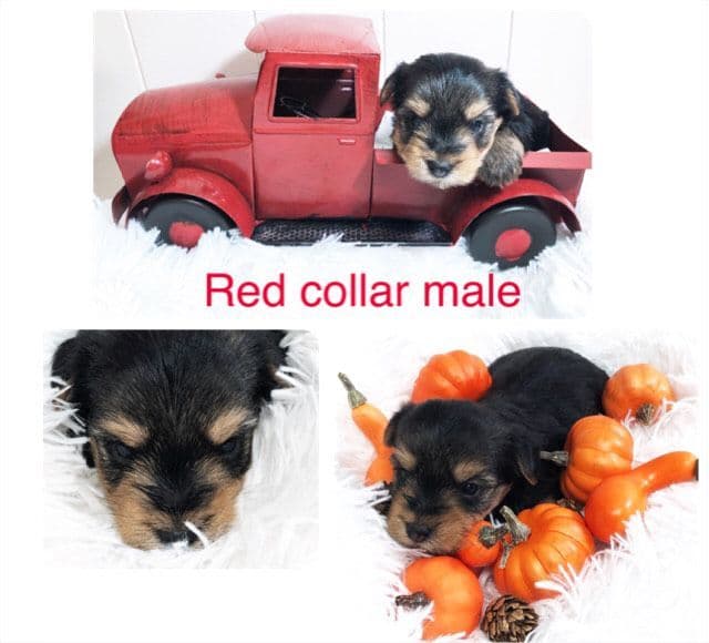 Yorkshire Terrier Puppies breeder image 8