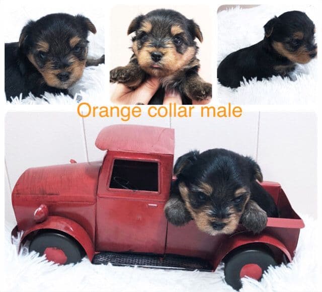 Yorkshire Terrier Puppies breeder image 9