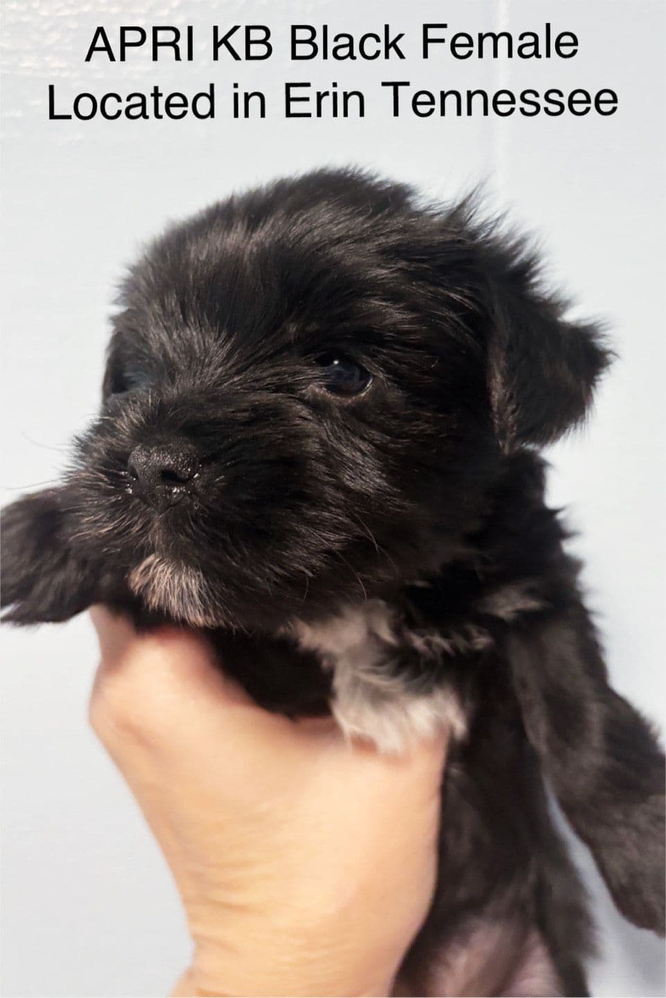Yorkshire Terrier Puppies breeder image 11