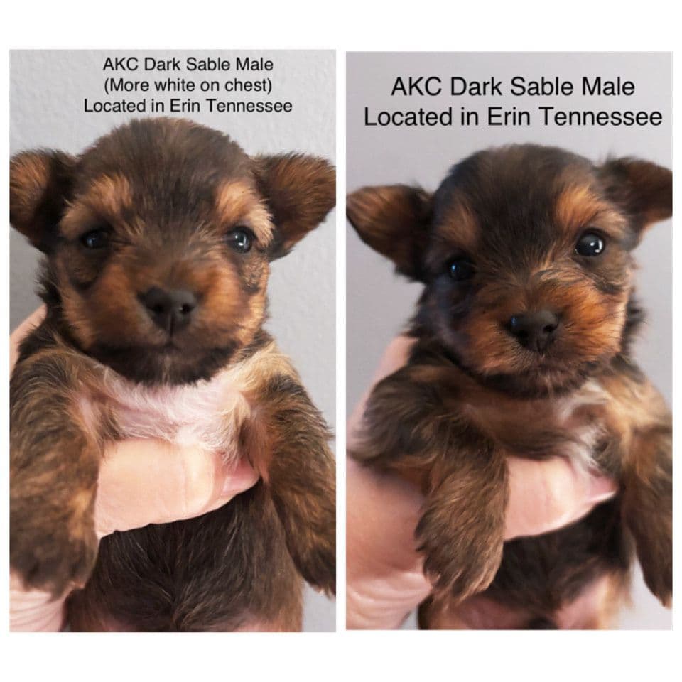 Yorkshire Terrier Puppies breeder image 12