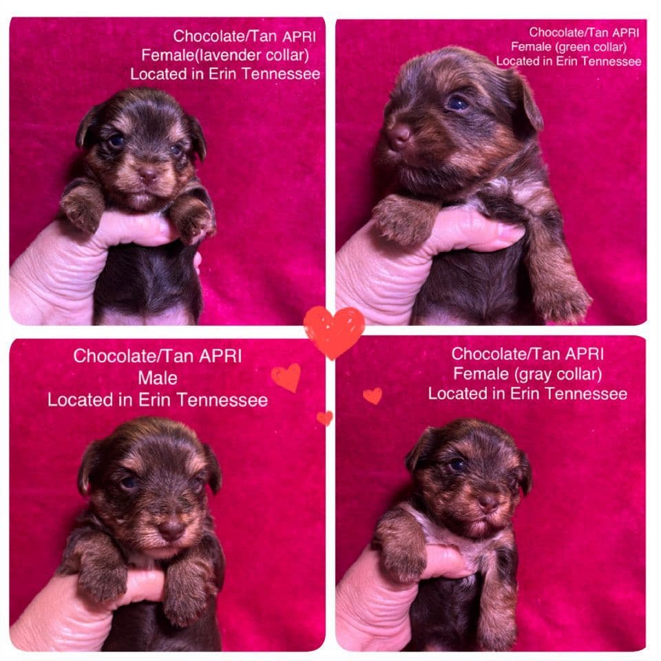 Yorkshire Terrier Puppies breeder image 13