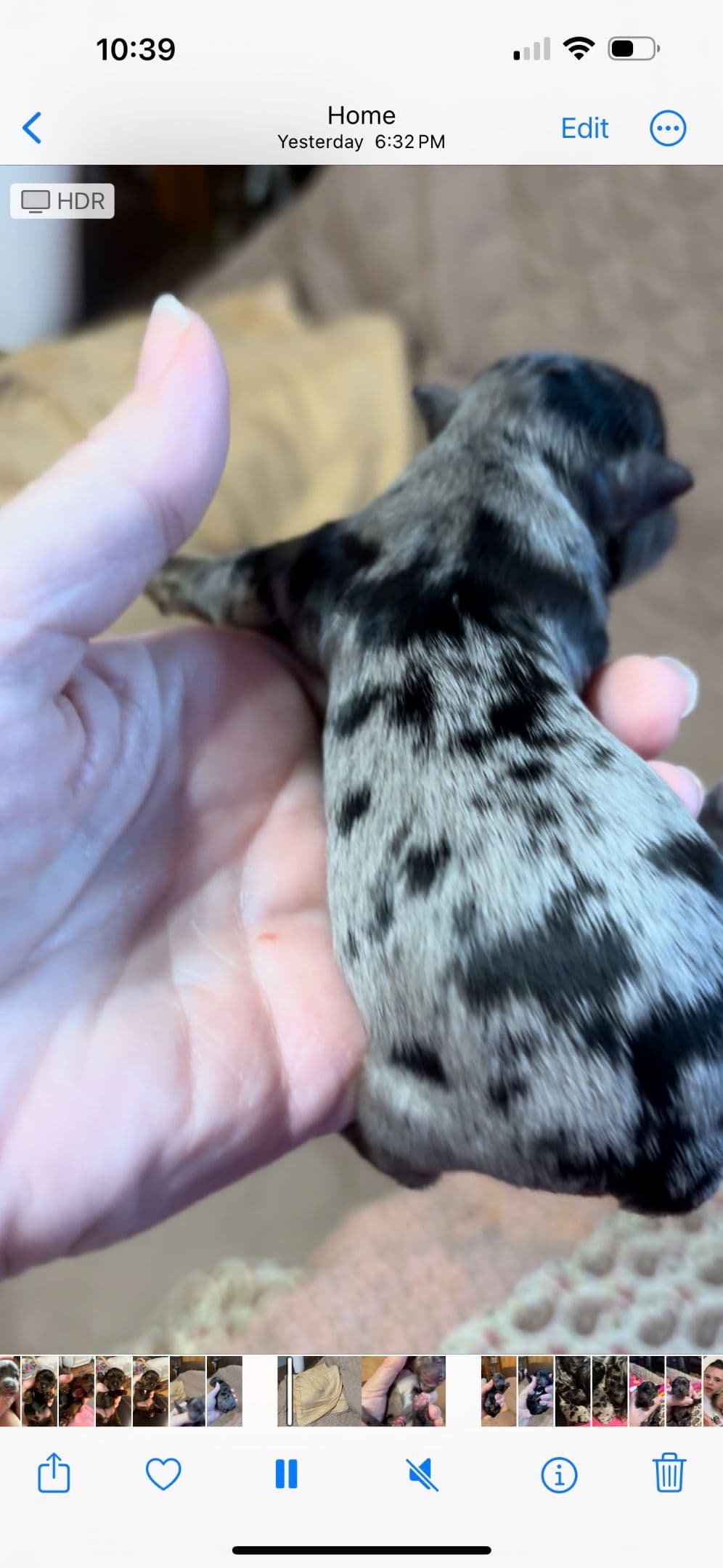 Yorkshire Terrier Puppies breeder image 14